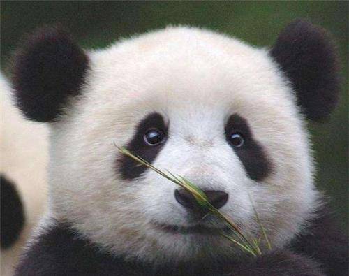 老虎为何宁愿挨饿也不敢吃熊猫？学者：看下熊猫的祖先叫啥名-第1张图片-太平洋在线下载