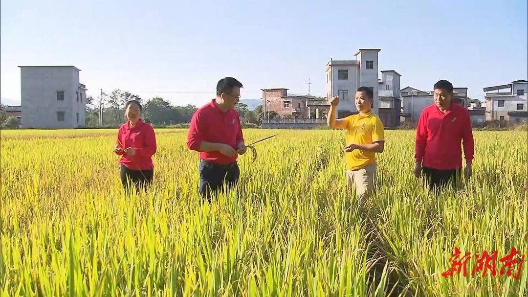 “水稻旱作”在永州试验成功 平均亩产可望超400公斤-第1张图片-太平洋在线下载