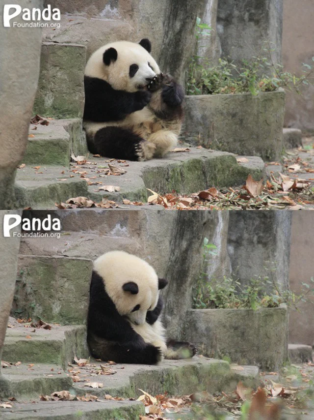 熊猫小苹果版小苹果熊大熊二版