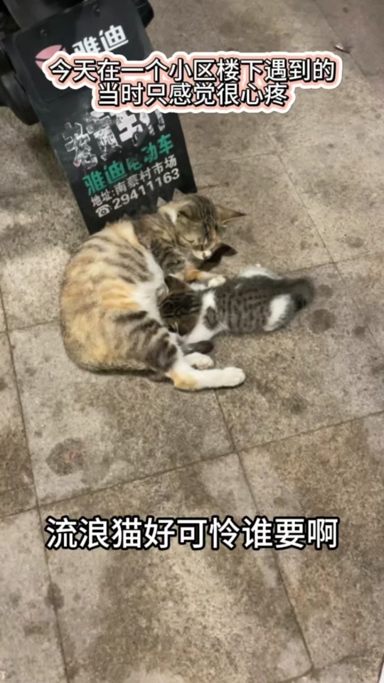 家有大猫手机版安卓家有大猫游戏下载电脑版-第2张图片-太平洋在线下载